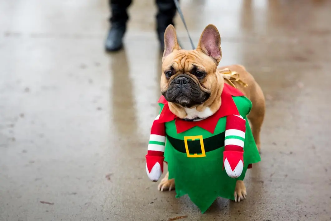 Holiday-Hounds Holiday-Hounds